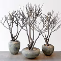 Three Ceramic Vases With Dried Branches On Gray Table White Background 3d model
