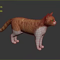Orange striped and white cat standing on reflective black surface with gray background