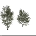 Lush Green Leafy Arbor Display With Tall Trunk Dense Foliage And Human Scale Figure