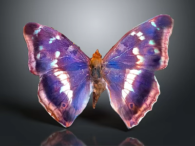 Vibrant Purple Pink Butterfly with White Spots on Wings Displayed in Close Up View 3d model