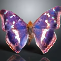 Vibrant Purple Pink Butterfly with White Spots on Wings Displayed in Close Up View