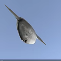 Ocean Sunfish With Silver Spherical Body And Large Fin In Deep Blue Ocean