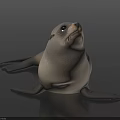 Cute Seal Looking Up With Smooth Gray Coat And Flippers Against Dark Background