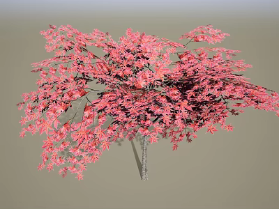Vibrant Pink Foliage Ornamental Arbor With Lush Dense Canopy And Rounded Crown Shape 3d model
