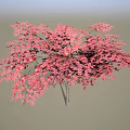 Vibrant Pink Foliage Ornamental Arbor With Lush Dense Canopy And Rounded Crown Shape