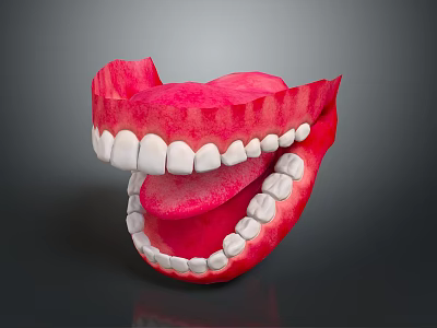 Human Mouth Anatomical 3D Model With Red Gums And White Teeth On Dark Background 3d model