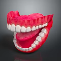 Human Mouth Anatomical 3D Model With Red Gums And White Teeth On Dark Background