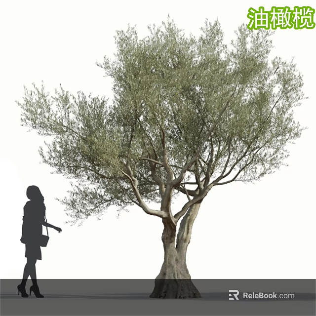 Tall Olive Tree With Thick Trunk Lush Foliage And Woman Silhouette Beside It 3d model 