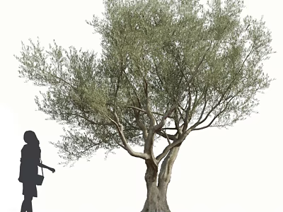 Tall Olive Tree With Thick Trunk Lush Foliage And Woman Silhouette Beside It 3d model