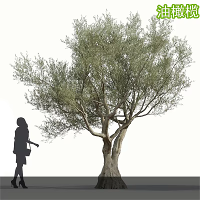 Tall Olive Tree With Thick Trunk Lush Foliage And Woman Silhouette Beside It 3d model
