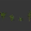 Four Different Green Plants on White Smooth Surface with White Background