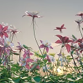 Blooming Pink And White Flowers With Lush Green Leaves In Natural Garden Setting