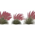 Elegant Pink Feathery Ornamental Grass With Green Foliage For Garden Decoration