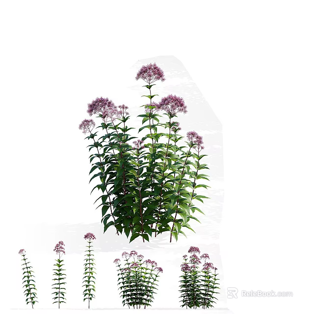 Vibrant Purple Flowers With Green Leaves And Tall Stems In Lush Plant 3d model 