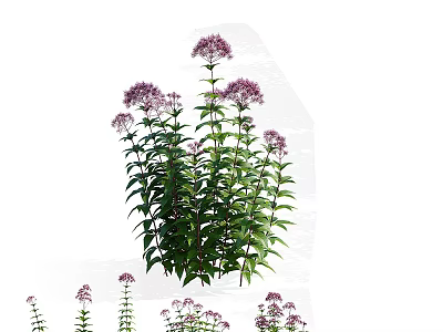 Vibrant Purple Flowers With Green Leaves And Tall Stems In Lush Plant 3d model