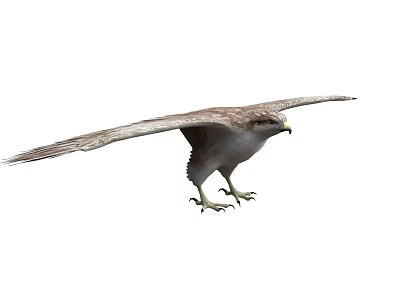 Majestic Flying Animal Eagle Soaring Through The Sky With Outstretched Wings 3d model