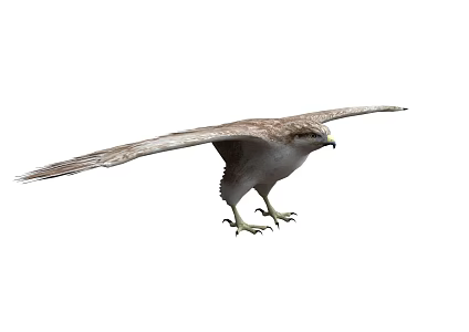 Eagle Raptor Bird Animal Eagle Falcon Eagle 3d model