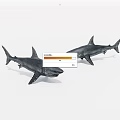 Two Realistic Aquatic Animal Shark Models With Lifelike Pose And Detailed Features