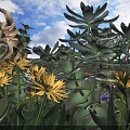 Potted Plants With Succulents Yellow Flowers And Green Leaves Under Blue Sky