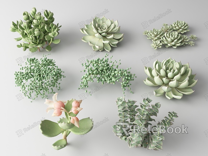 Modern succulents model