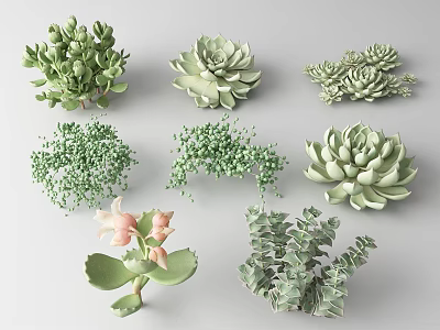 Various Types of Green Succulent Plants With Pink Flowers And Eucalyptus Leaves 3d model
