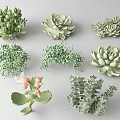 Various Types of Green Succulent Plants With Pink Flowers And Eucalyptus Leaves
