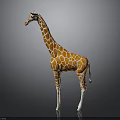 Realistic Giraffe Model With Orange And White Spots Standing On Gray Background