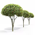 Rounded Arbor with Green Leaves Red Berries Multiple Trunks and Human Figure for Size Reference 3d model