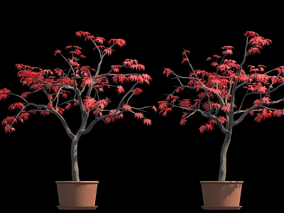 Vibrant Red Maple Trees In Two Potted Plants Against Black Background 3d model