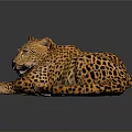 Leopard With Spotted Fur Lying on Dark Shiny Surface Showing Relaxed Posture and Reflection 3d model