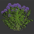 Lush Green Bush with Vibrant Purple Hydrangeas and Fresh Leaves