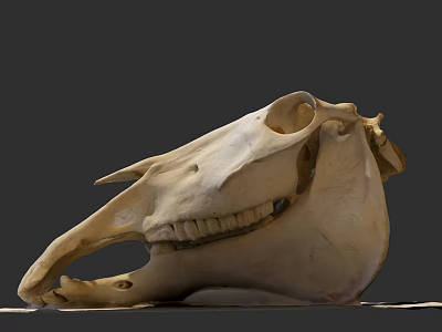 Detailed Horse Skull With Visible Teeth And Bone Structure Against Dark Background 3d model
