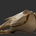 Detailed Horse Skull With Visible Teeth And Bone Structure Against Dark Background 3d model