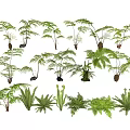 Various Green Fern Plant Species in Different Sizes and Natural Shapes