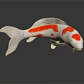White Body Koi Fish With Red Spots Swimming In Dark Background With Reflection 3d model
