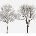 plant tree big tree winter tree winter plant snow tree 3d model