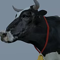 Black and White Farm Cow Standing With Red Collar And Bell