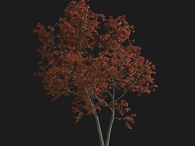 Lush Deciduous Tree with Vibrant Red Autumn Leaves and Dual Trunks 3d model
