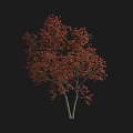 Lush Deciduous Tree with Vibrant Red Autumn Leaves and Dual Trunks