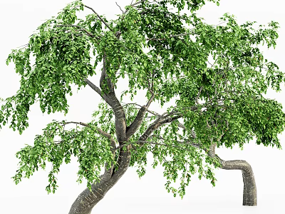 Lush Arbor Featuring Dense Green Foliage And Curved Trunk Structure 3d model