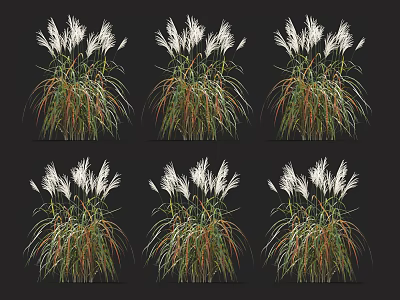 Decorative Ornamental Grasses With White Plumes And Green Brown Foliage For Garden 3d model