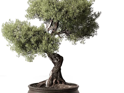 Unique Twisted Trunk Bonsai Tree With Lush Green Foliage In Decorative Pot 3d model