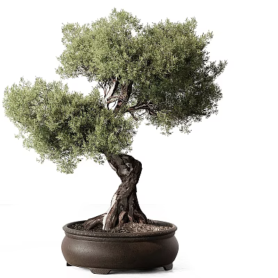 Unique Twisted Trunk Bonsai Tree With Lush Green Foliage In Decorative Pot 3d model