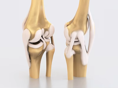 Golden White Knee Joint Skeleton 3D Model Decorative Ornament Set For 3d model