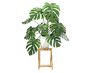 Potted Monstera Plant with Large Green Leaves in White Vase on Wooden Stand 3d model
