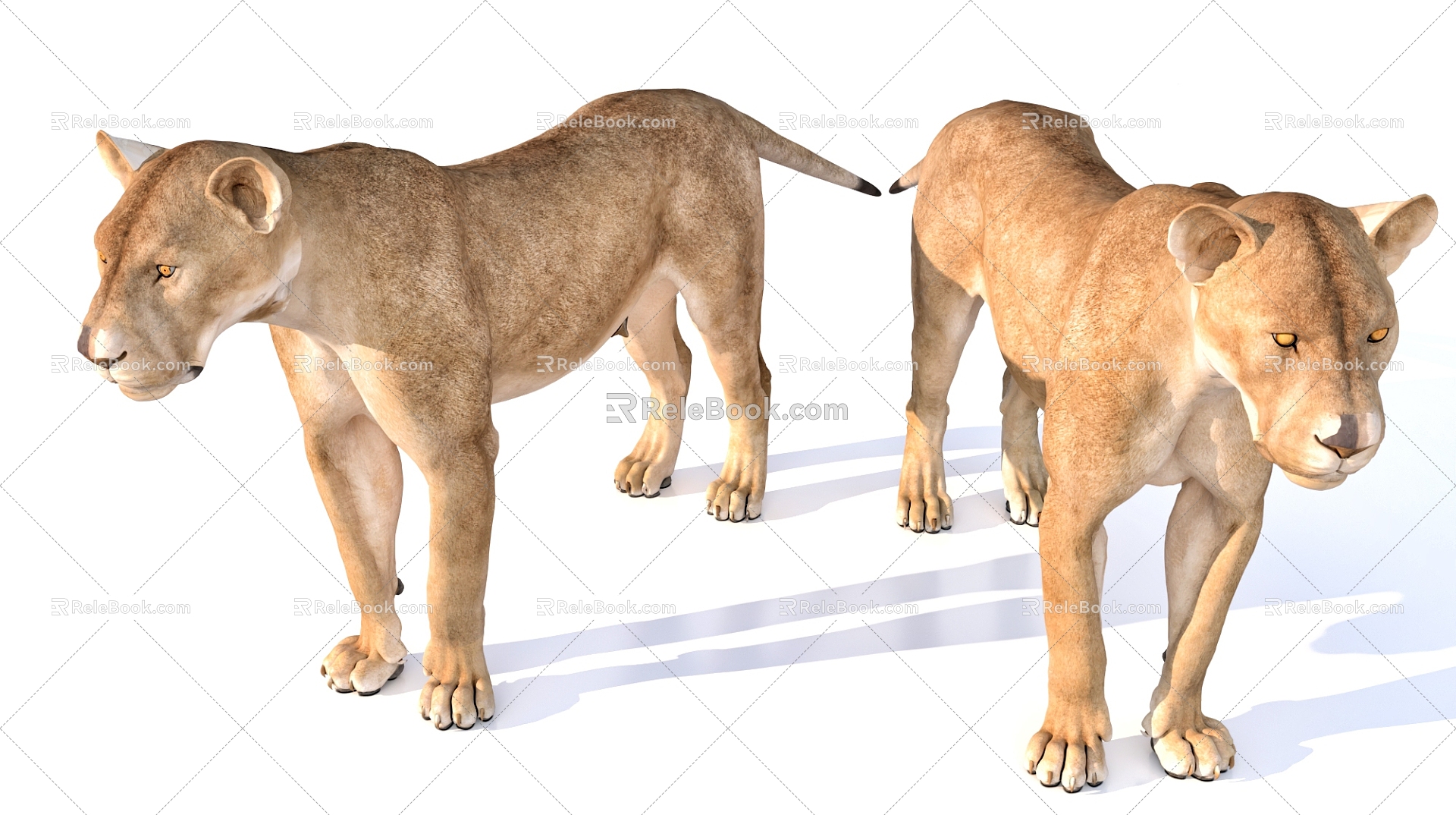 female lion animal 3d model