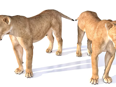 Two Reptile Creatures Standing On White Background With Natural Postures 3d model