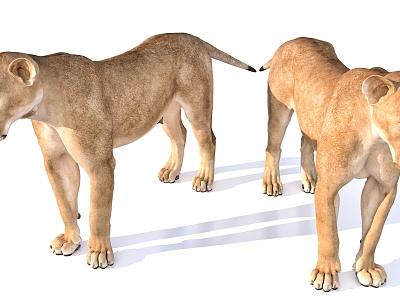 female lion animal 3d model