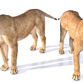 female lion animal 3d model