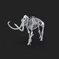 Detailed Mammoth Skeleton 3D Model With Long Tusks And Bone Structure